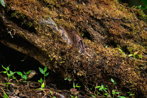 Southern House Wren tucked beneath a mossy log among green sprouts