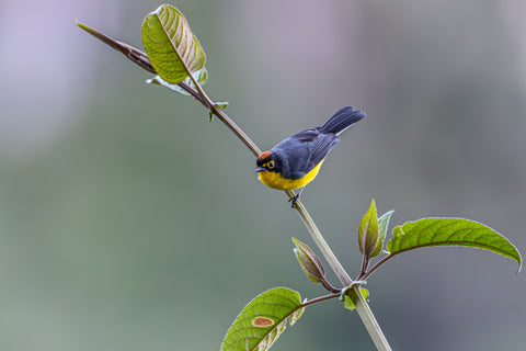 Spectacled Redstart perched on a slender stem showing its yellow throat and orange crown