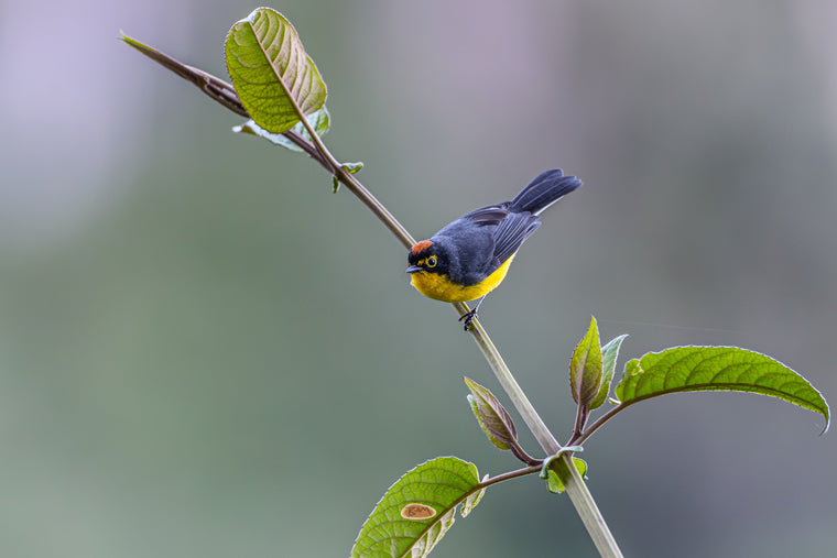 Spectacled Redstart perched on a slender stem showing its yellow throat and orange crown