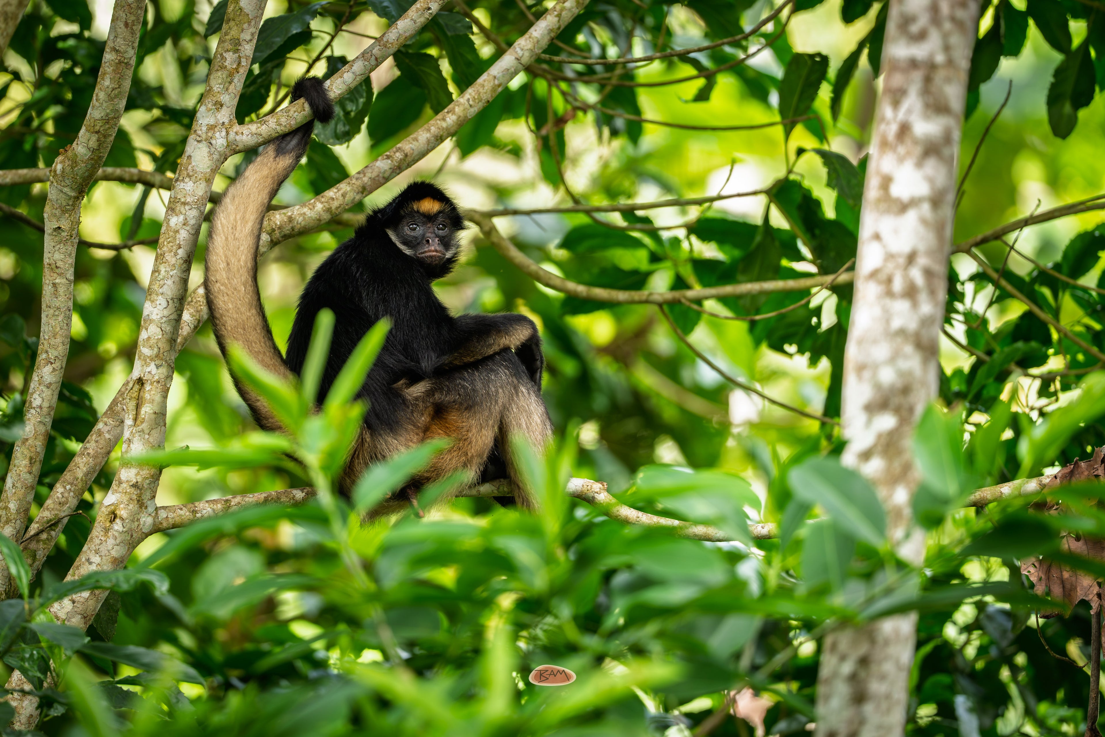 Spider Monkey resting in sunlit branches of dense green canopy