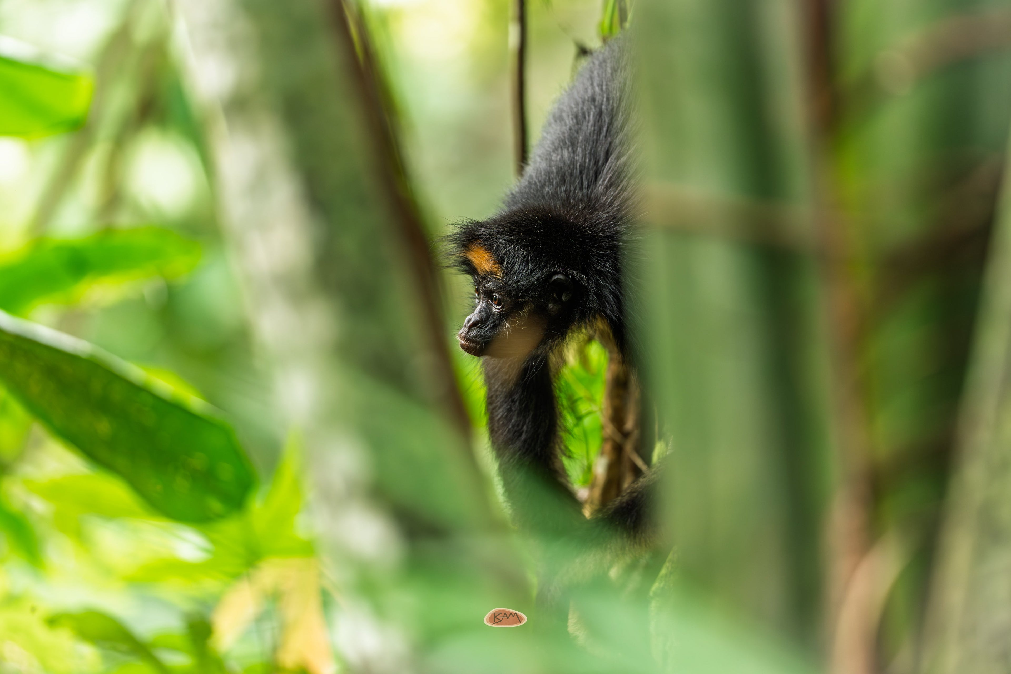 Spider Monkey peering through leafy gaps in shadowed rainforest