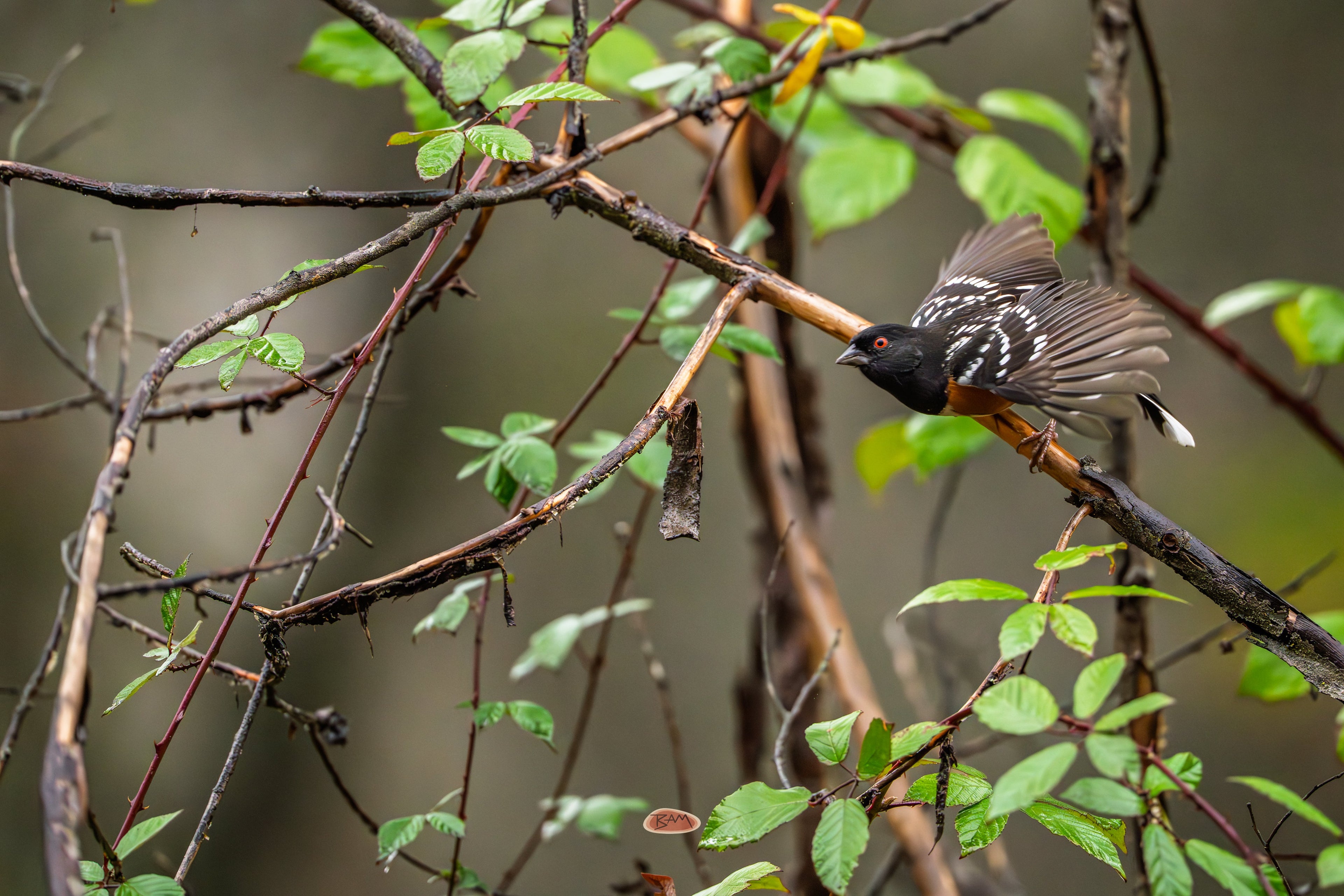 Spotted Towhee with wings flared, perched among leafy green branches