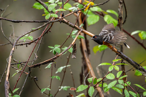 Spotted Towhee with wings flared, perched among leafy green branches
