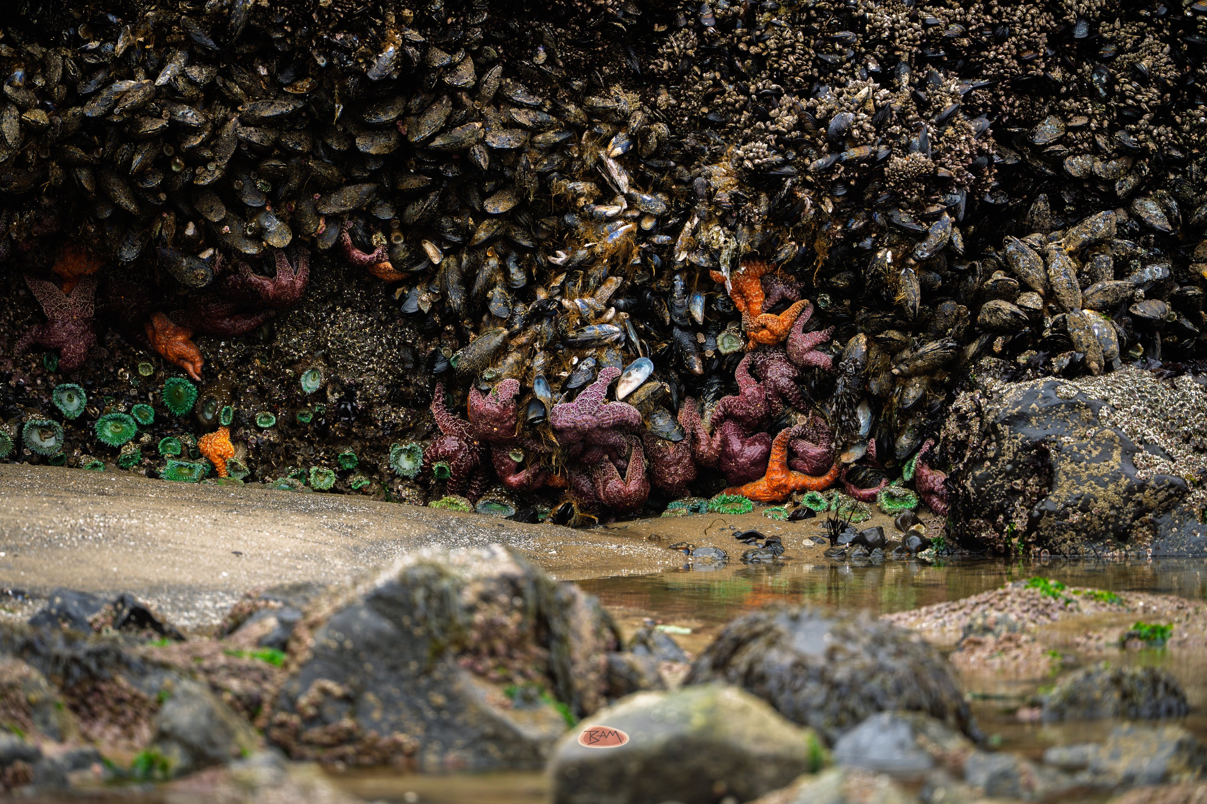 Starfish Orange and purple starfish clustered on mussel covered rocks at low tide