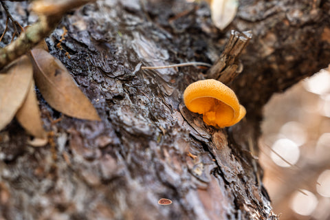 Stinking Orange Oyster Mushroom growing from damp dark tree bark