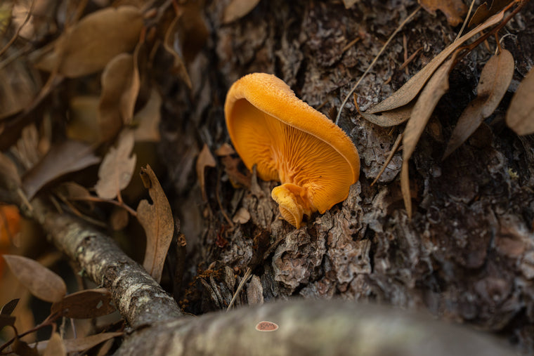 Stinking Orange Oyster Mushroom growing on tree bark among fallen leaves