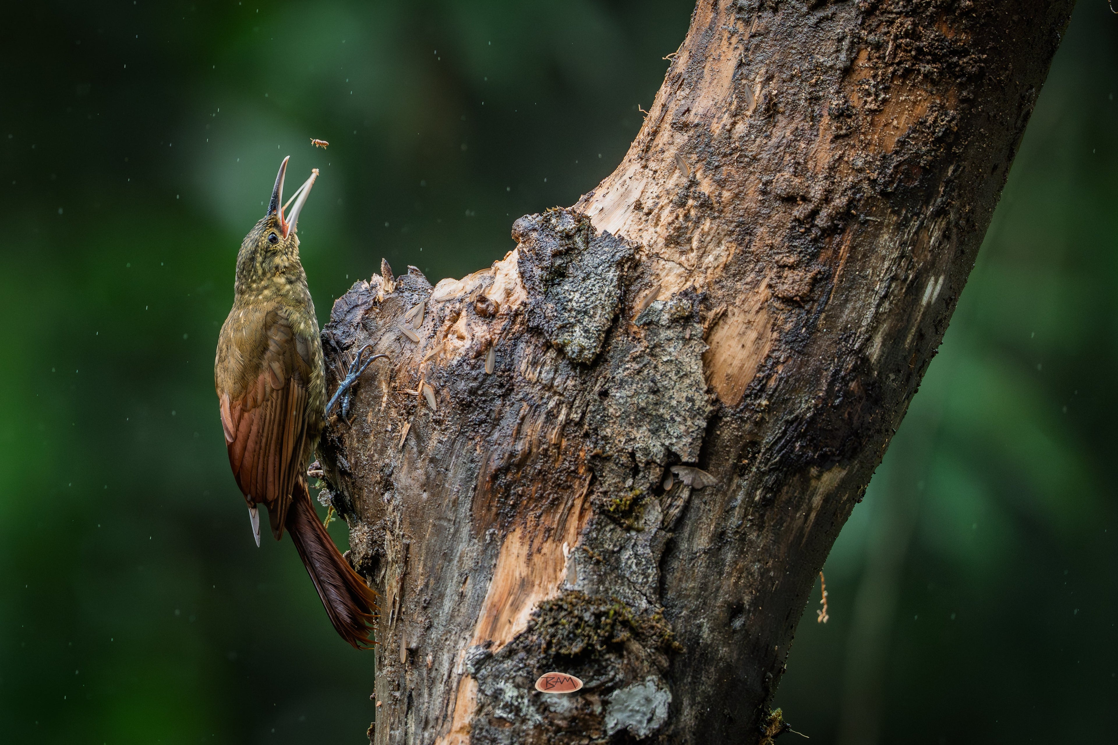 Strong Billed Woodcreeper clinging to a tree snag, snapping at an insect