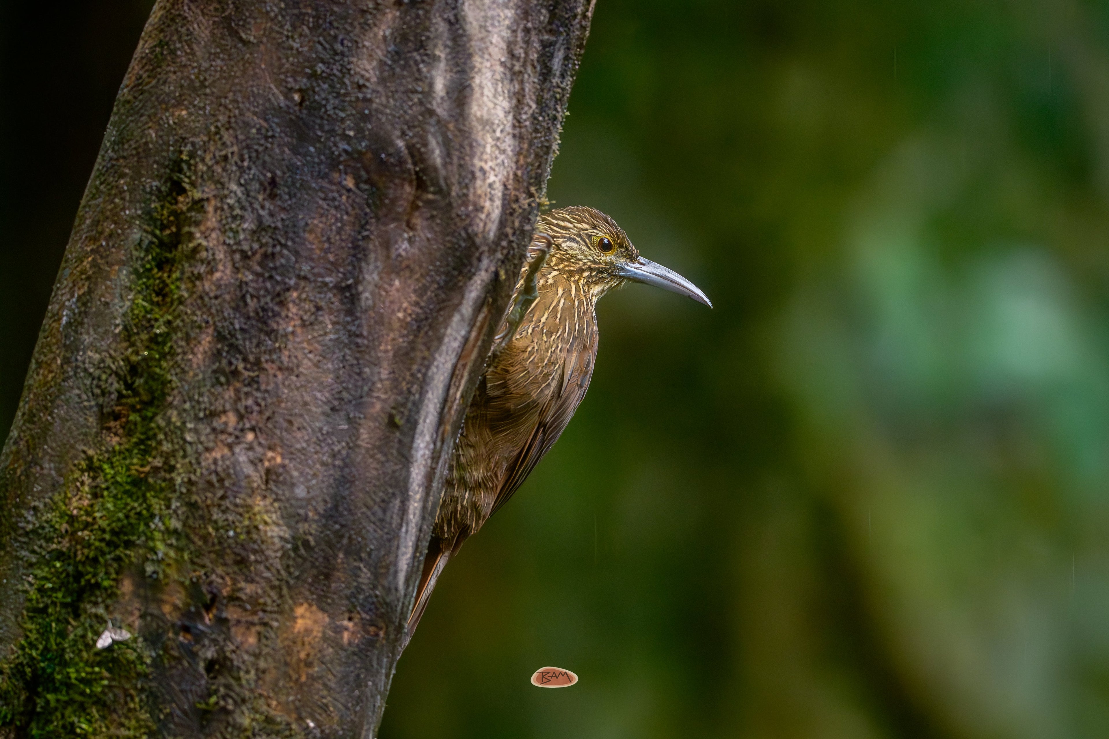 Strong Billed Woodcreeper peering out from a mossy tree trunk in the rainforest