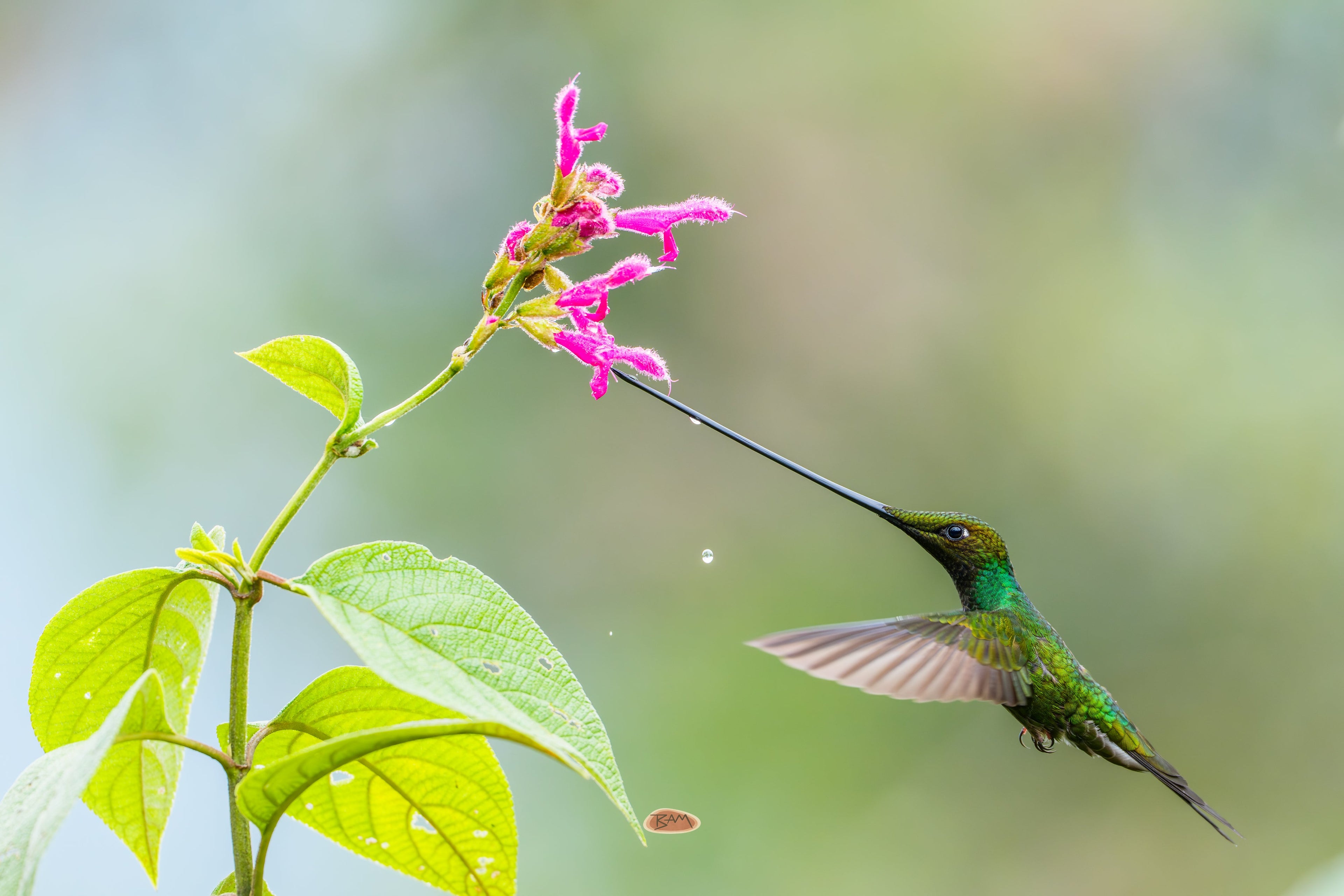 Sword Billed Hummingbird reaching its long bill into a pink salvia bloom