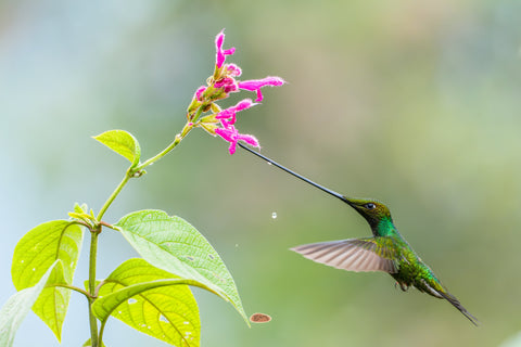 Sword Billed Hummingbird reaching its long bill into a pink salvia bloom