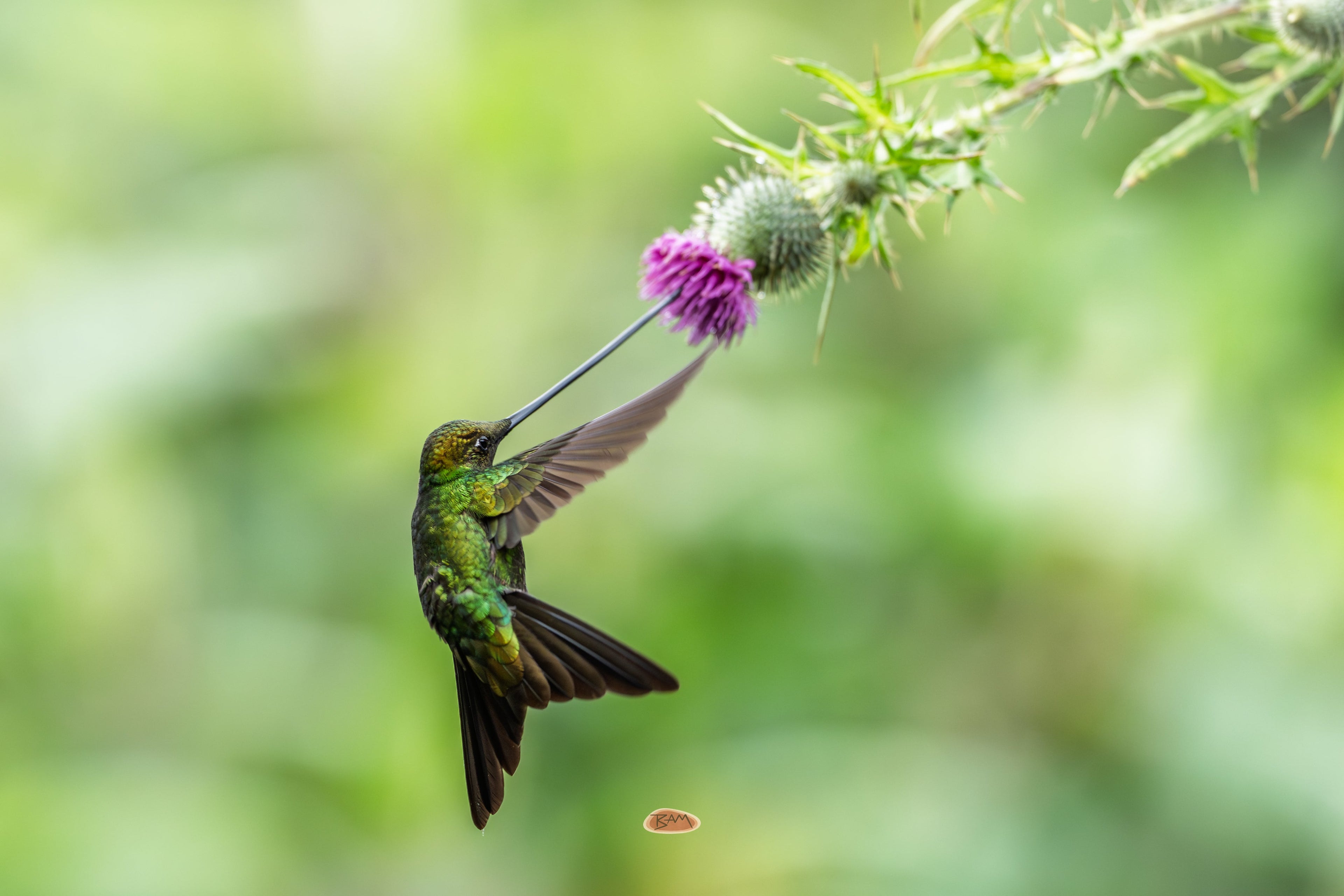 Sword Billed Hummingbird feeding at a purple thistle flower in flight