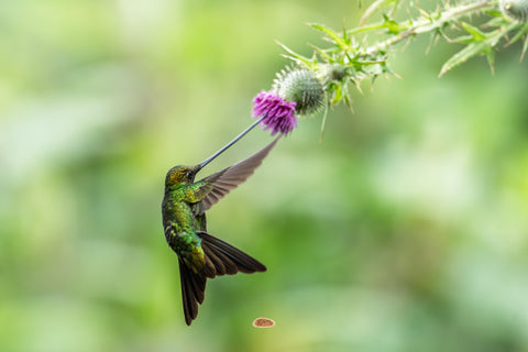 Sword Billed Hummingbird feeding at a purple thistle flower in flight