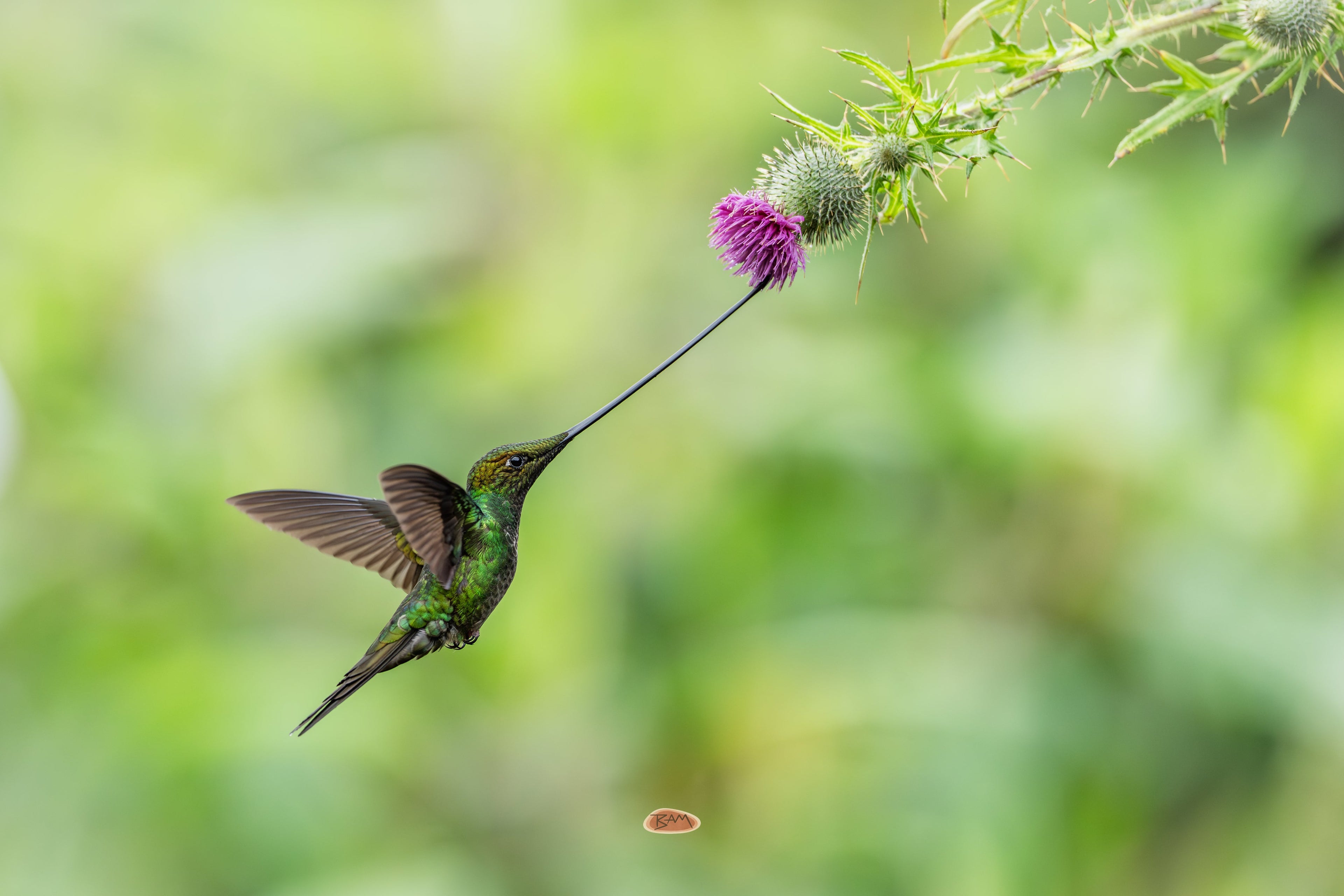 Sword Billed Hummingbird hovering at a magenta thistle against green foliage