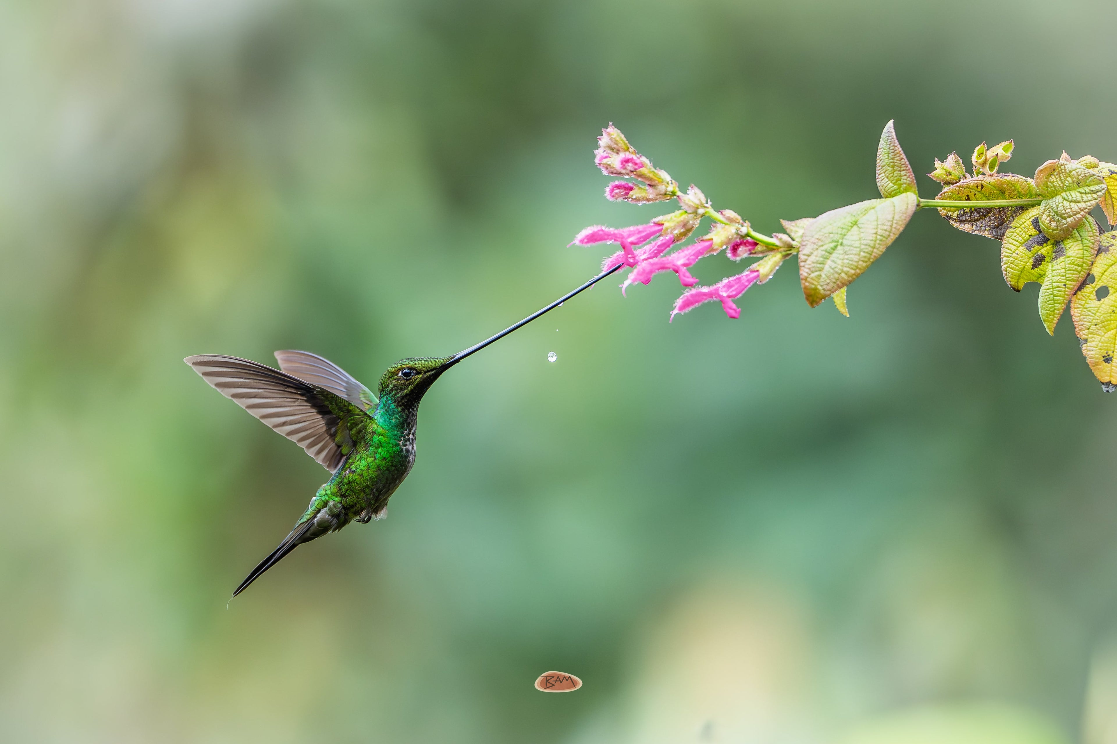 Sword Billed Hummingbird sipping from pink tubular flowers, wings spread