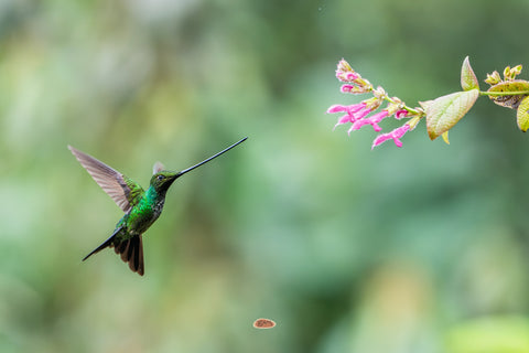 Sword Billed Hummingbird hovering near a spray of pink blossoms