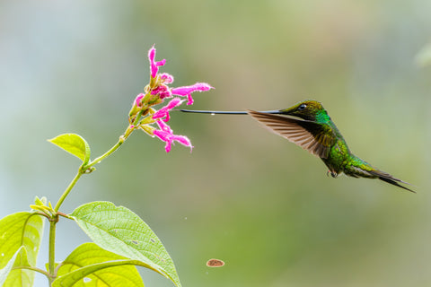 Sword Billed Hummingbird drinking from a pink salvia, bill dripping nectar