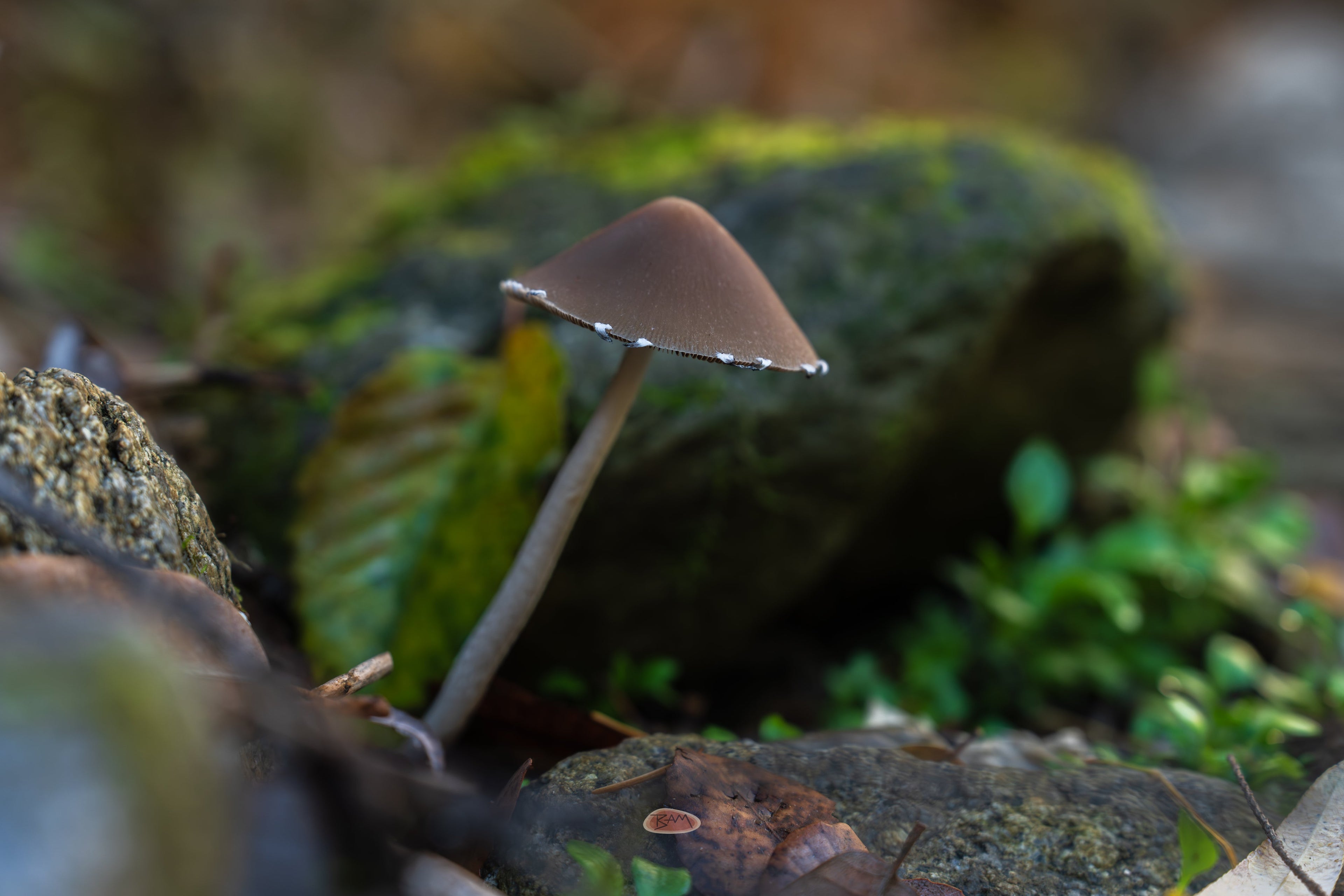 Tall Psathyrella with a slender stem and conical cap before a mossy rock