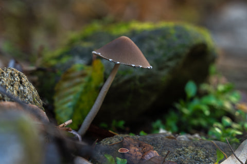 Tall Psathyrella with a slender stem and conical cap before a mossy rock