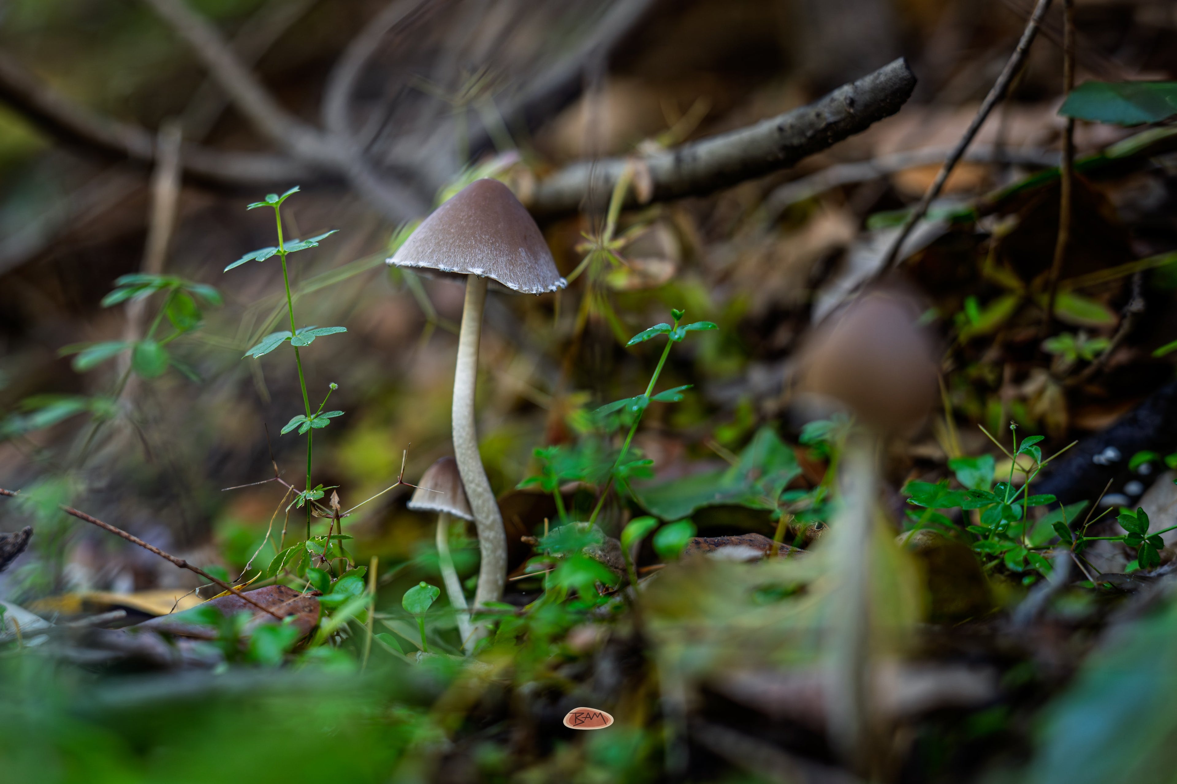 Tall Psathyrella mushroom rising from the mossy green forest floor