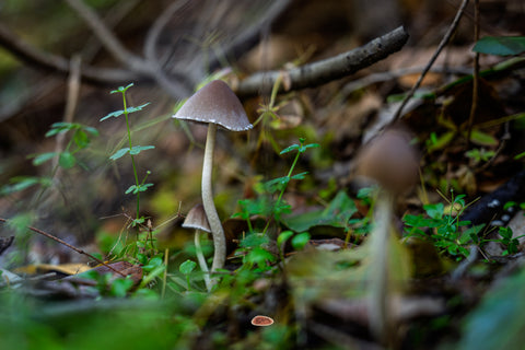 Tall Psathyrella mushroom rising from the mossy green forest floor