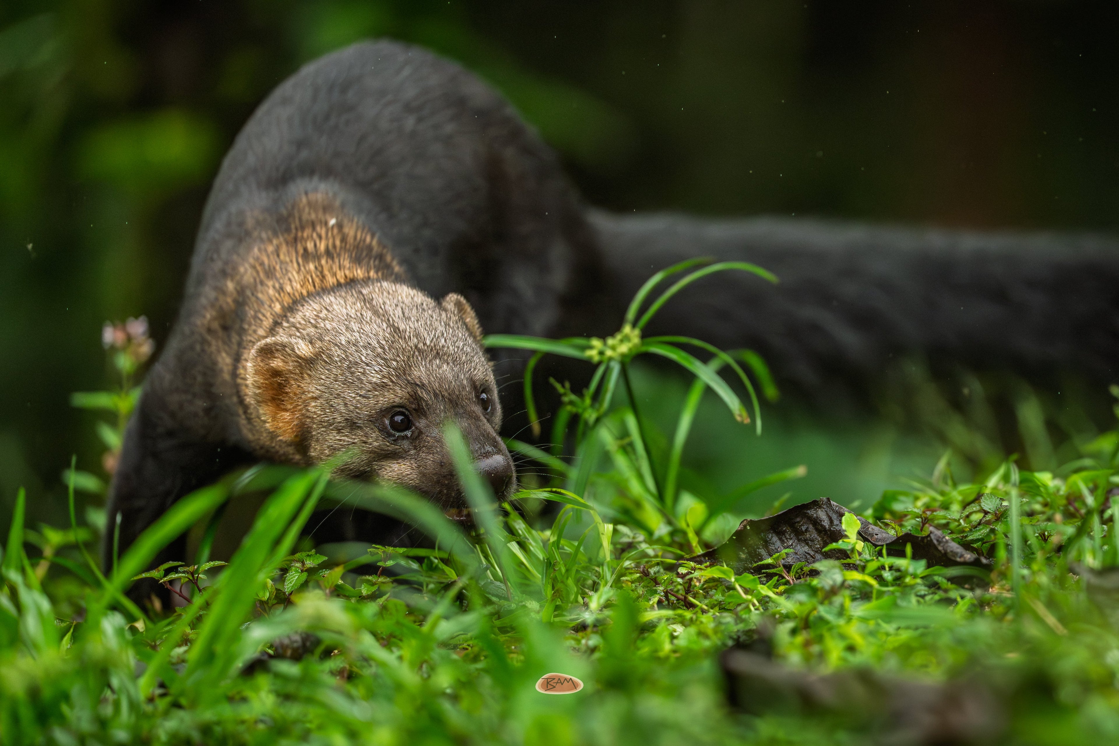Tayra prowling low through tall green grass in dim forest light