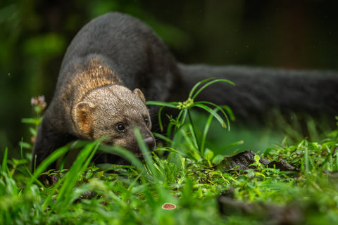 Tayra prowling low through tall green grass in dim forest light