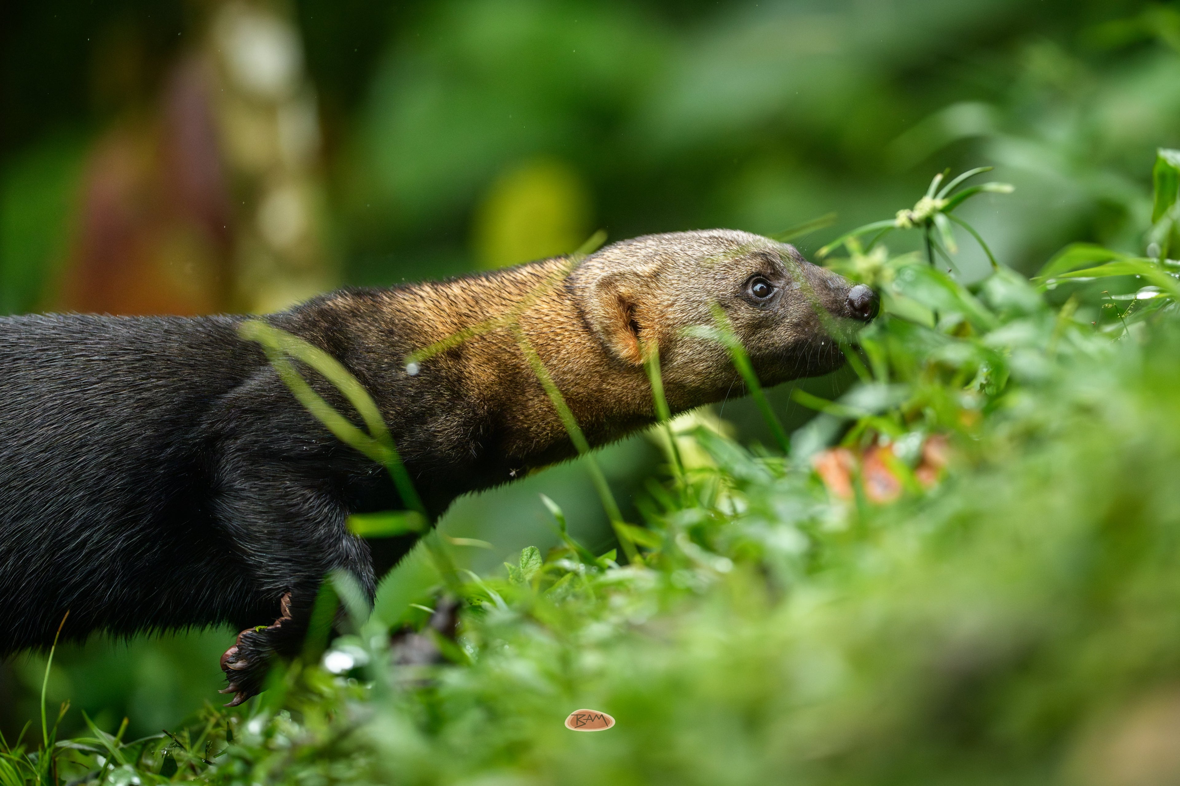 Tayra sniffing through wet grass with its sleek dark body in profile