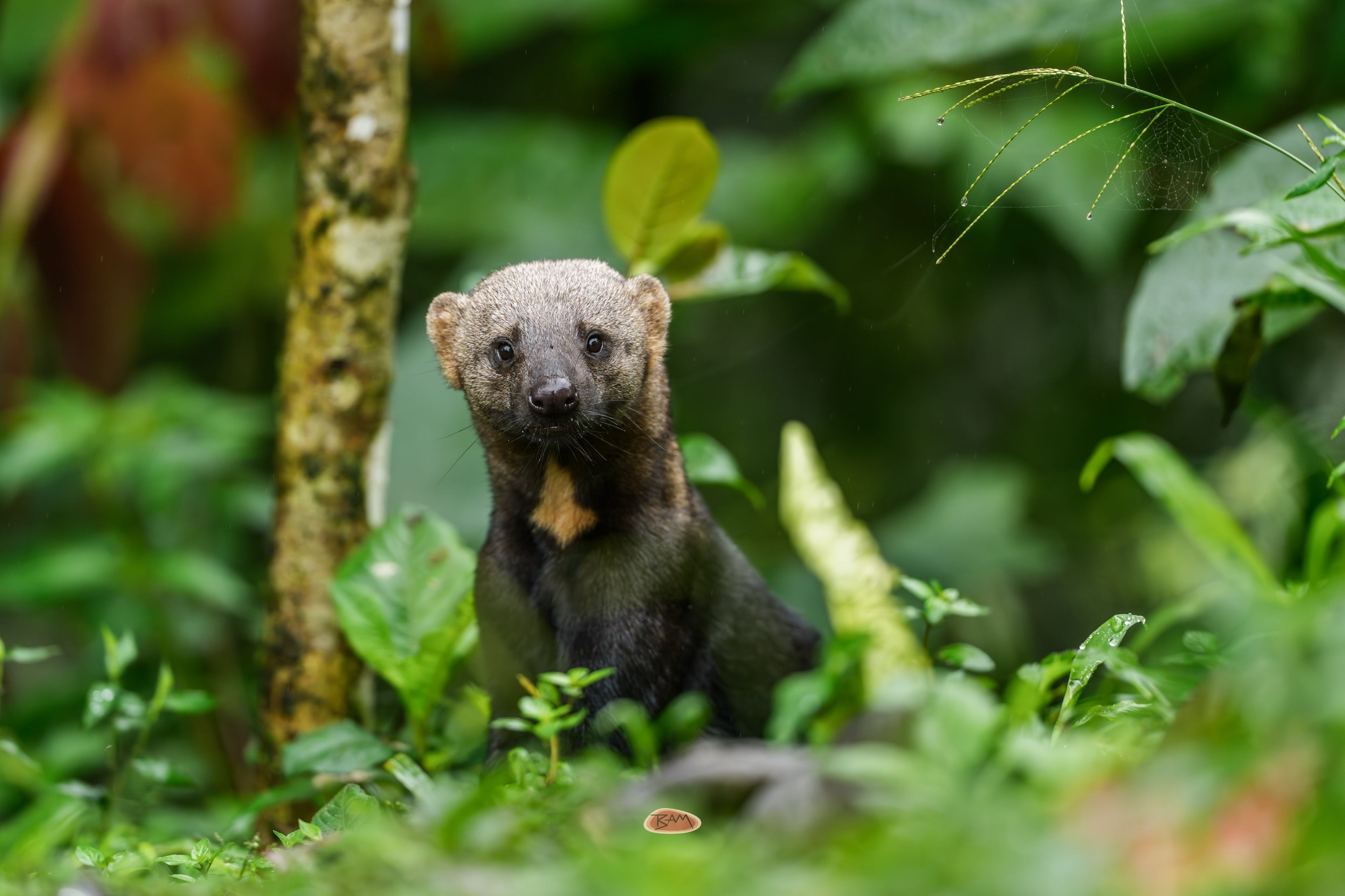 Tayra sitting upright amid dense green rainforest undergrowth