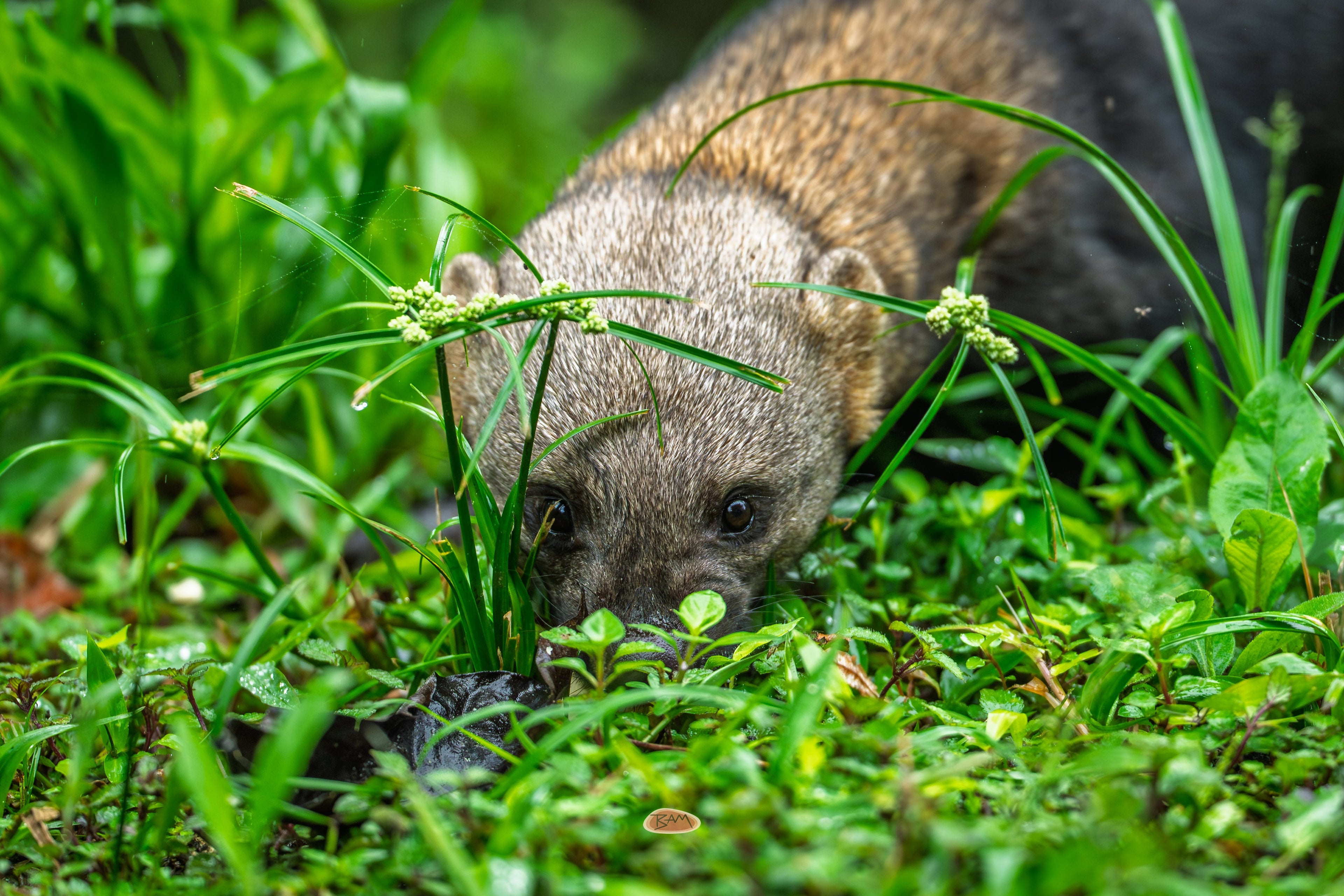 Tayra sniffing through wet green undergrowth on a forest floor