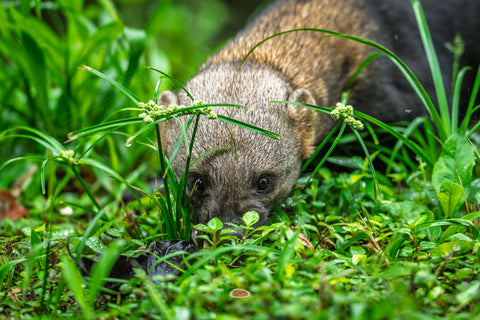 Tayra sniffing through wet green undergrowth on a forest floor