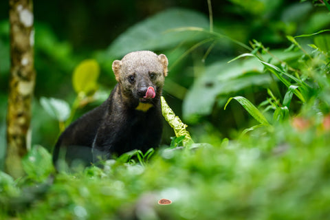 Tayra licking its nose amid dense green rainforest foliage