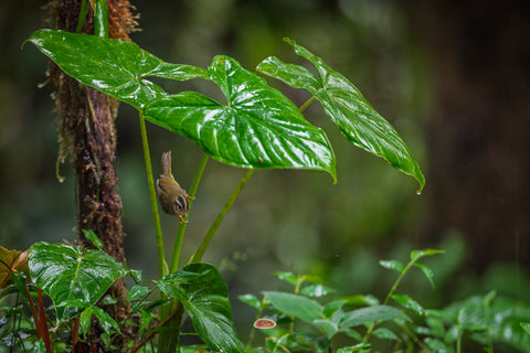 Three Striped Warbler clinging beneath a glossy wet rainforest leaf