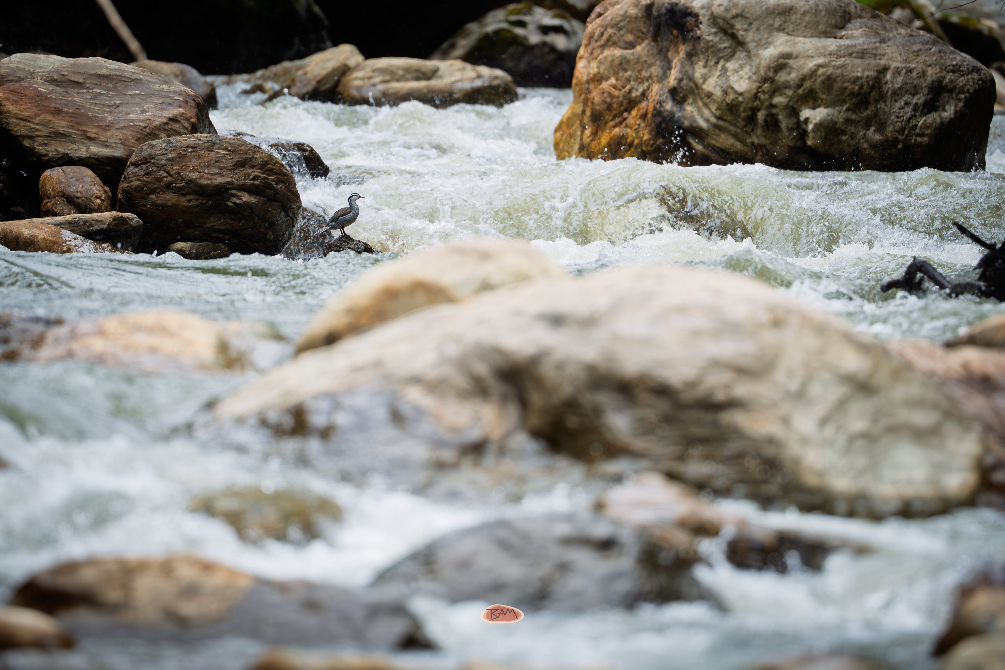 Torrent Duck standing on a rock amid rushing whitewater rapids
