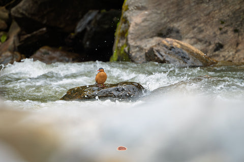 Torrent Duck perched on a wet boulder in churning river rapids