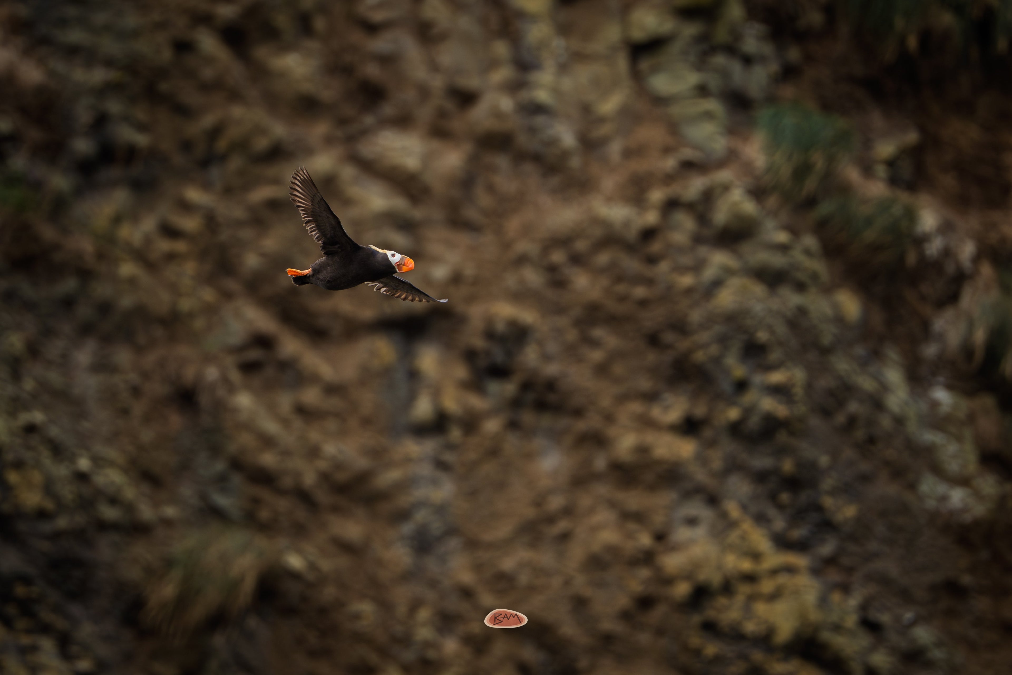 Tufted Puffin in flight past a rugged dark sea cliff