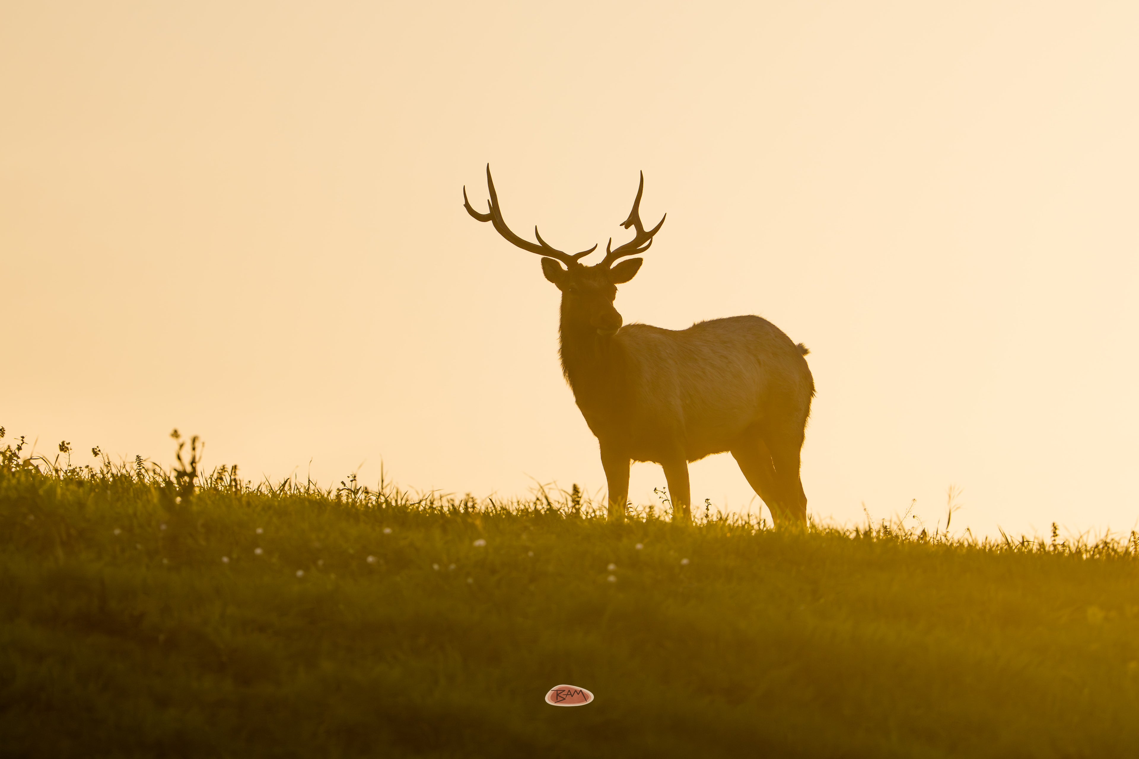 Tule Elk silhouetted on a grassy ridge against a golden sunset