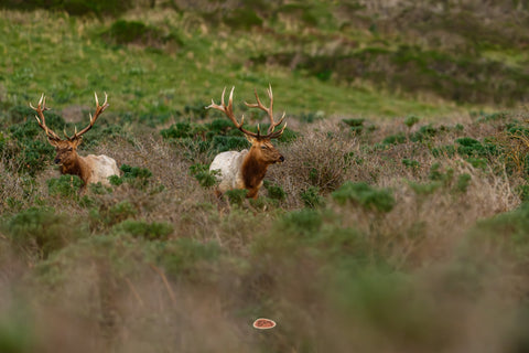 Tule Elk bulls with large antlers in coastal scrub
