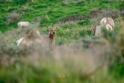 Tule Elk peeking above tall grass while the rest of the herd grazes on a green hillside