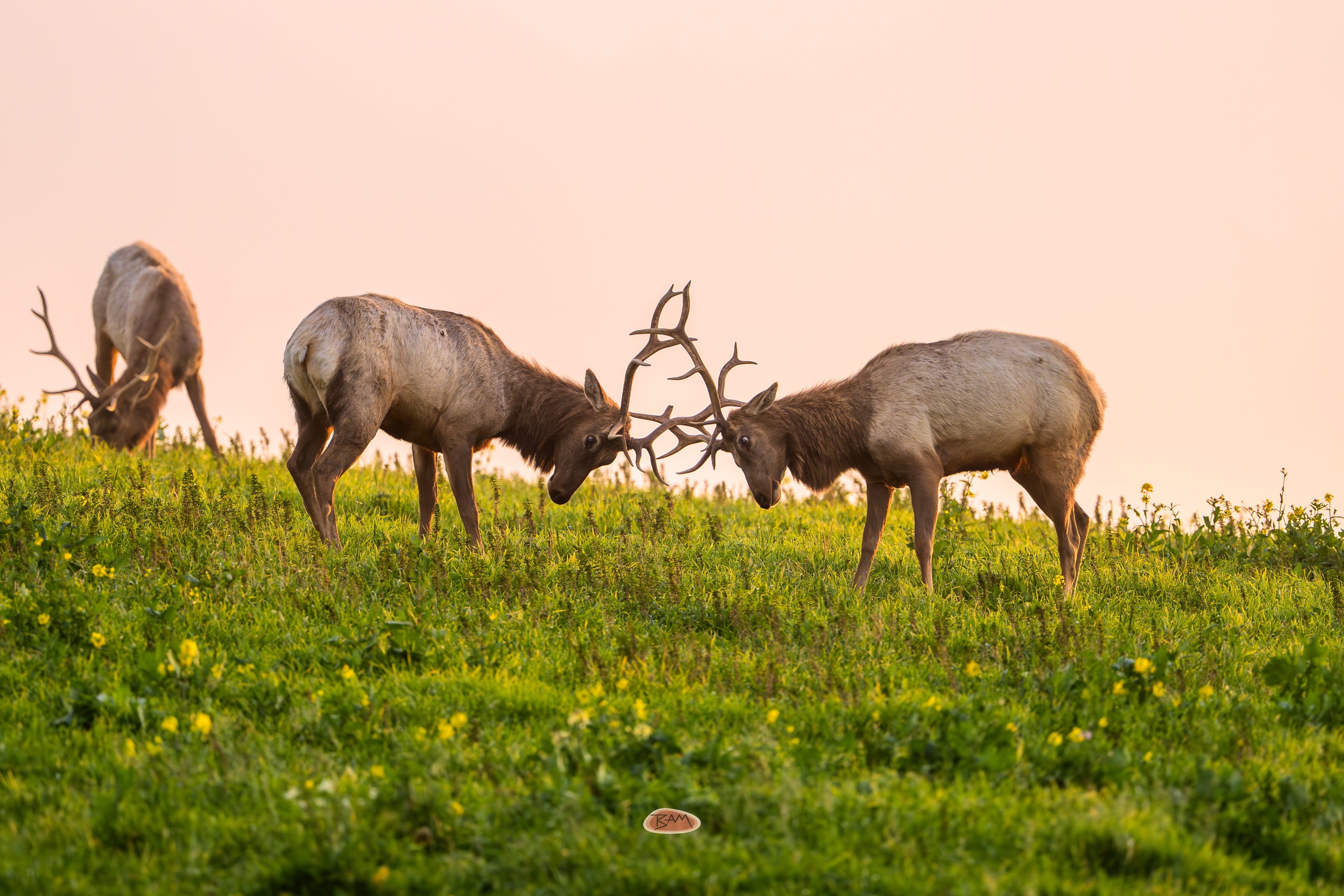 Tule Elk bulls locking antlers on a grassy hilltop at sunset