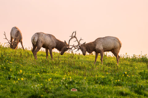 Tule Elk bulls locking antlers on a grassy hilltop at sunset