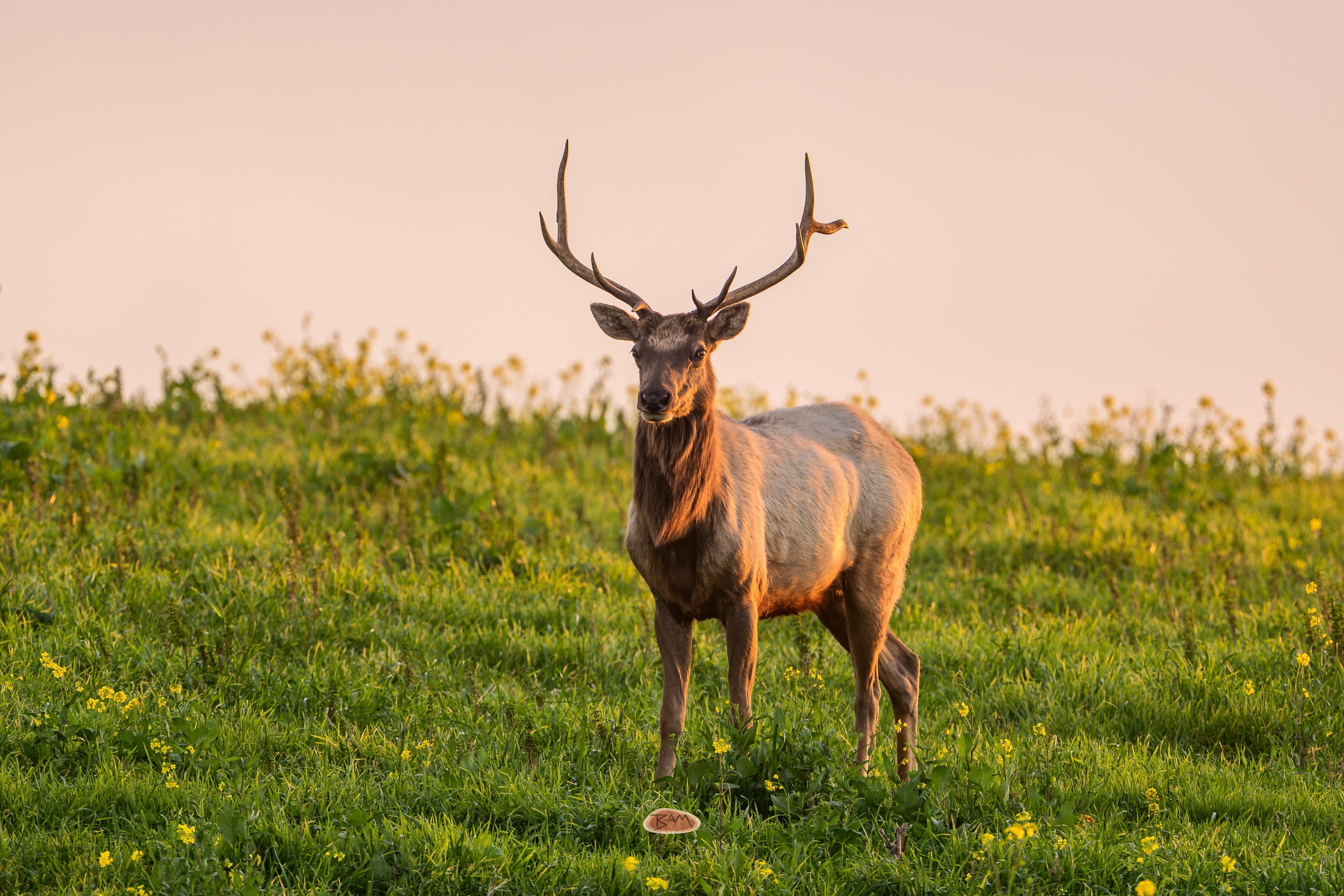 Tule Elk bull standing in a wildflower meadow facing the camera at sunset