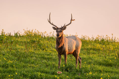 Tule Elk bull standing in a wildflower meadow facing the camera at sunset