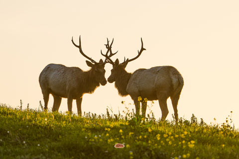 Tule Elk bulls standing head to head on a flowered ridge at golden hour
