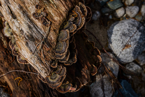 Turkey Tail fungus layered along a weathered log beside stones