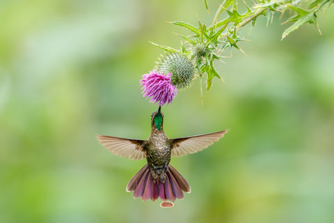 Tyrian Metaltail hovering to feed at a pink thistle bloom
