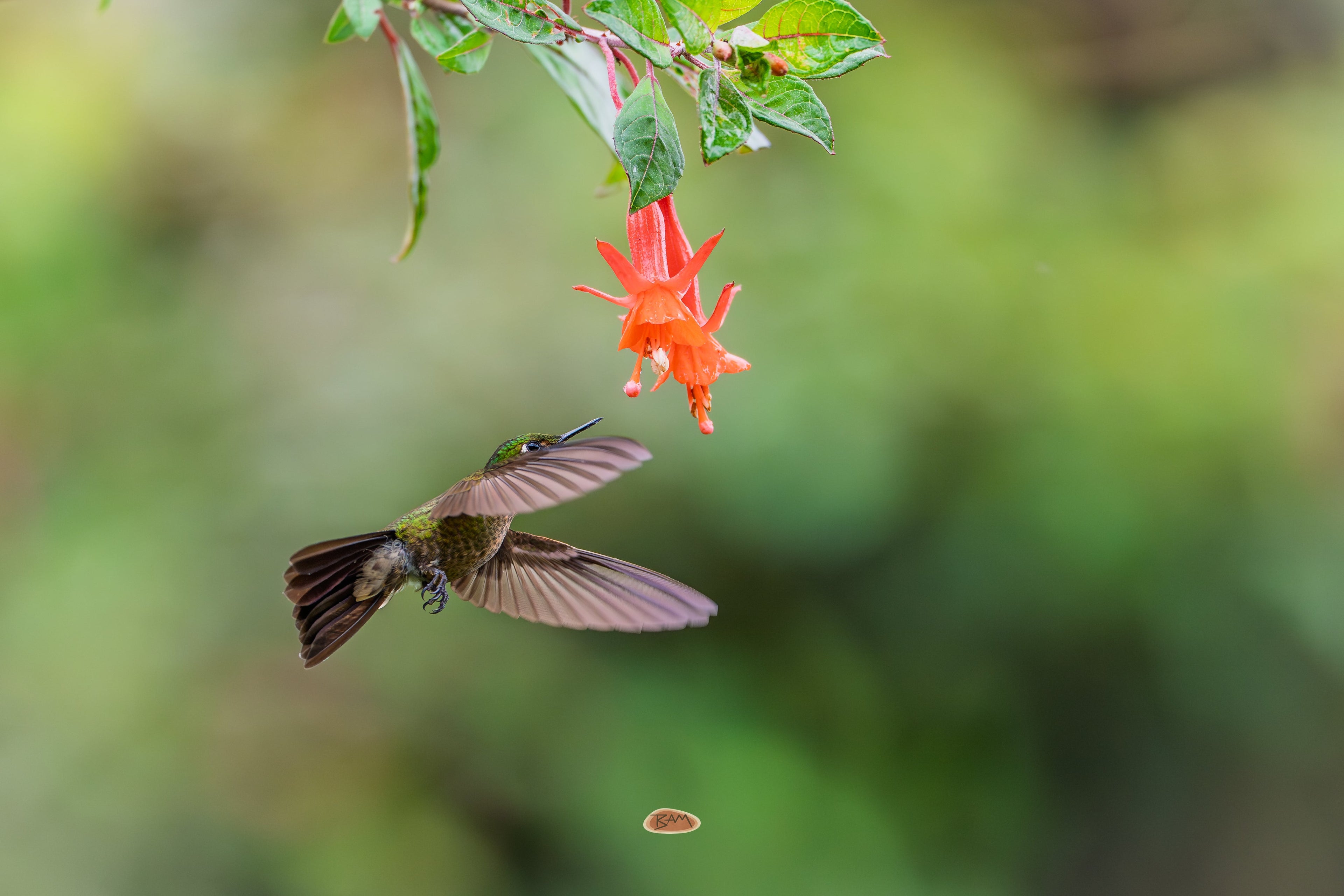 Tyrian Metaltail hovering below a hanging orange fuchsia flower