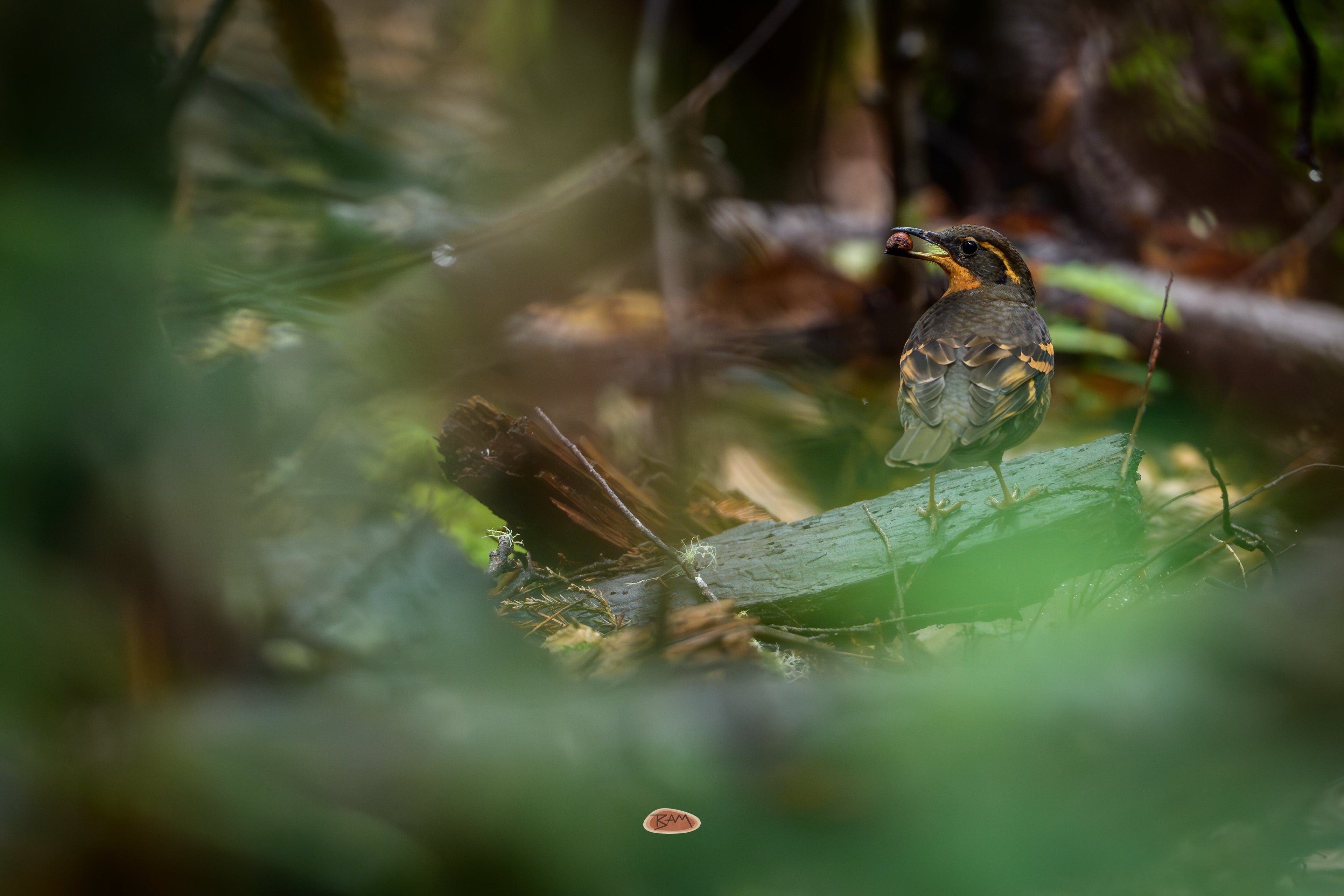 Varied Thrush with a berry foraging on the shadowy forest floor