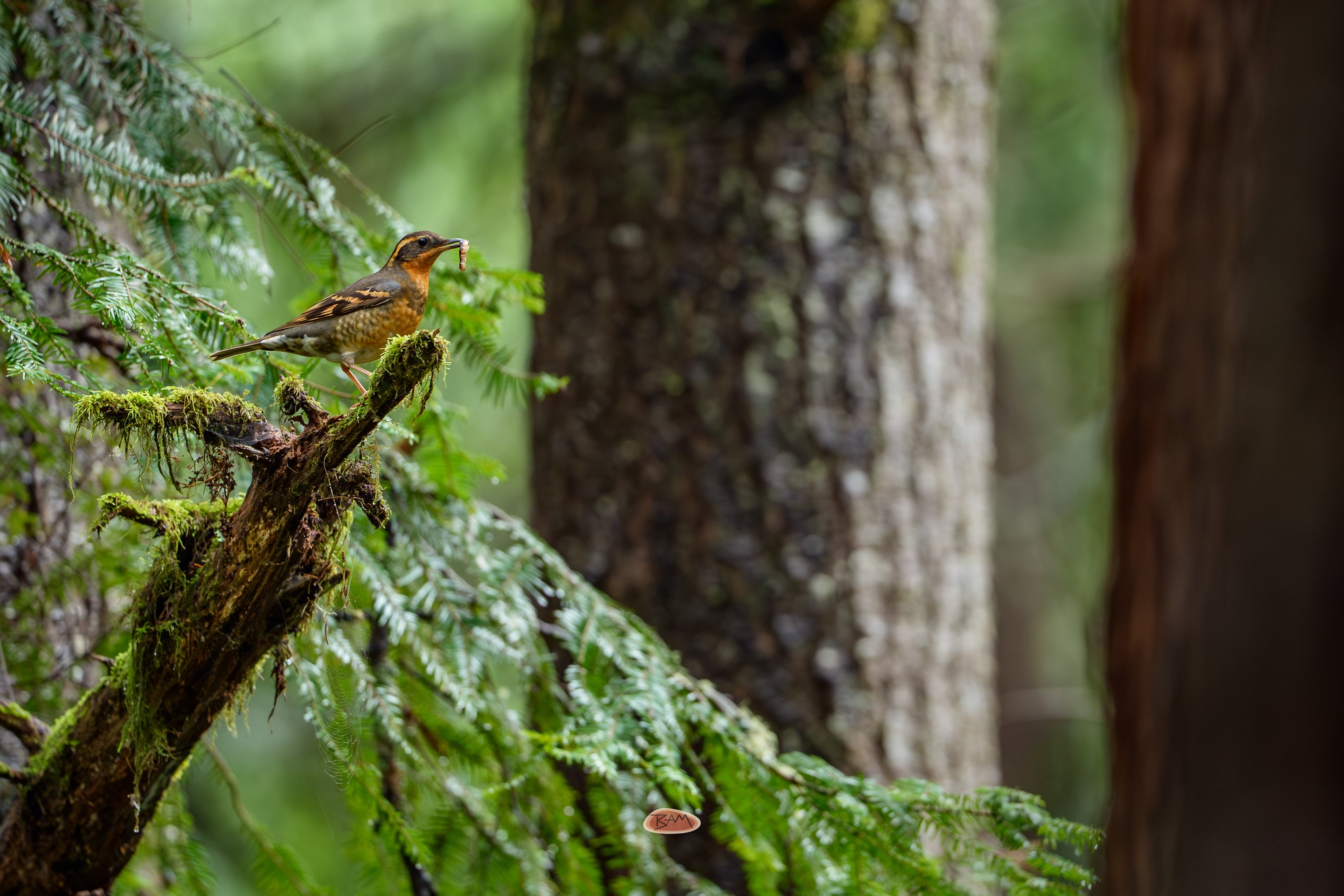 Varied Thrush holding food on a mossy branch in old growth forest