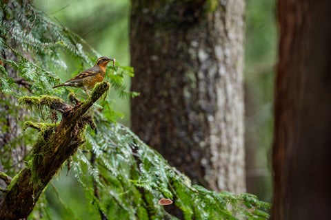 Varied Thrush holding food on a mossy branch in old growth forest
