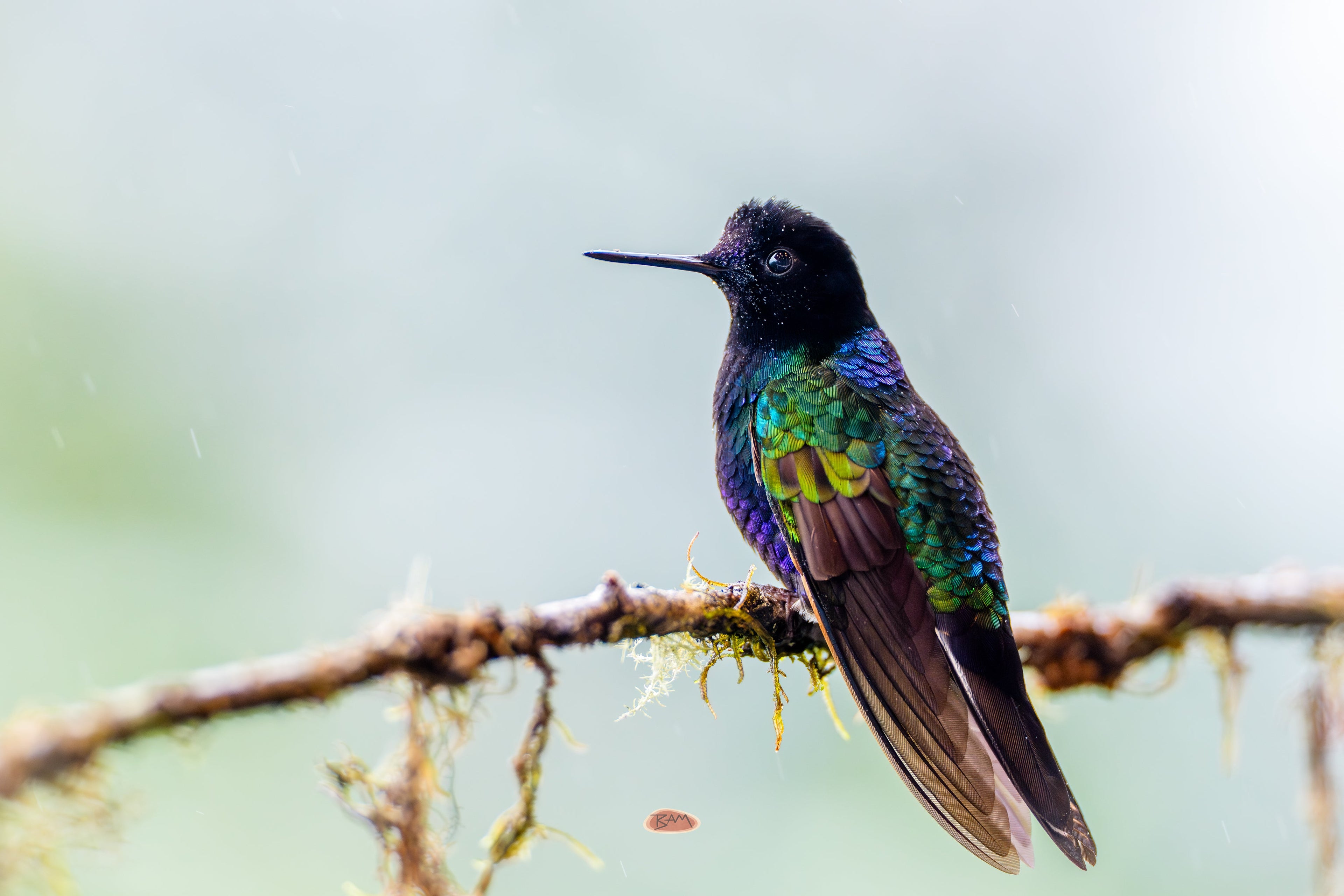 Velvet Purple Coronet perched on a mossy twig in soft mist